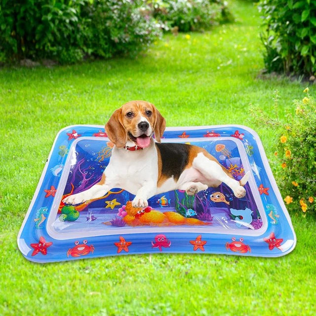 Cama de agua sensorial para mascotas gratis curso en adiestramiento canino💧😺